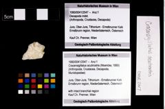 Foto (Objekt + Etikett) von Cracensigillatus acutirostris (Moericke, 1889)  (NHMW-GEO-1990-0041-2547)